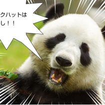 パンダアップデート