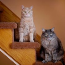 オウンドメディア企画5つのステップ