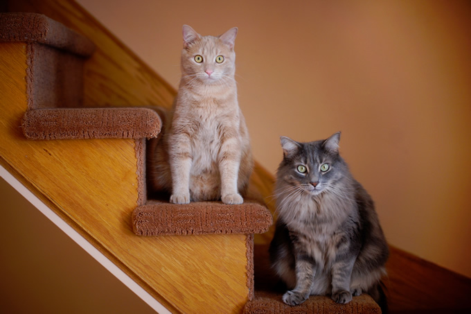 オウンドメディア企画5つのステップ